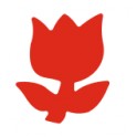 OZDOBN&Yacute; DIEROVAČ tulip&aacute;n 2,5cm Wiler